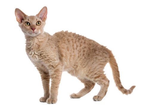 laperm cat standing on a transparent background