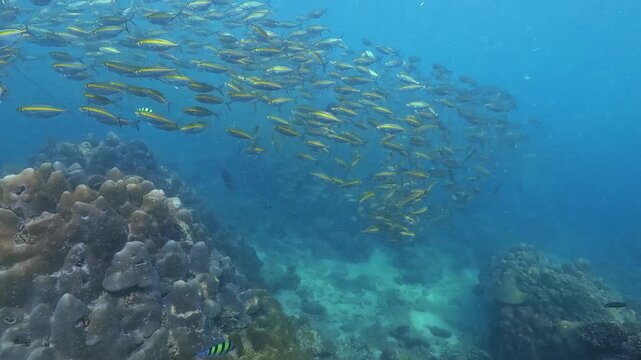 Healthy coral reef formations display a thriving ecosystem. A large school of fish Carangidae Selar boops swims gracefully through the clear blue tropical ocean water