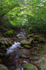 初夏の光が差し込む本谷川の渓流と苔むした岩々