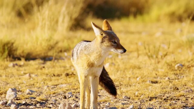 Full body close up of an African jackal in Kgalagadi Transfrontier Park.