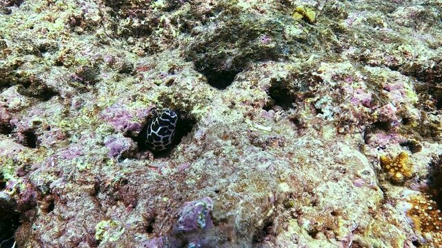Underwater discovery of two patterned eels peeking from rocky crevices within a healthy, colorful coral reef. moray Leopard moray eel Gymnothorax undulatus eel Encounter tropical marine wildlife