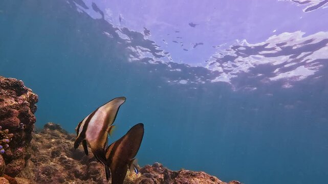 A batfish gracefully swims above a beautiful coral reef