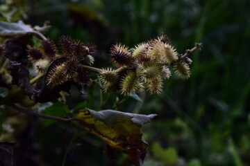 Spiny burr seed pods clinging to dried plant stems with green leaves in natural light. Sharp textures, organic shapes, and wild vegetation create a detailed botanical scene with strong natural contras