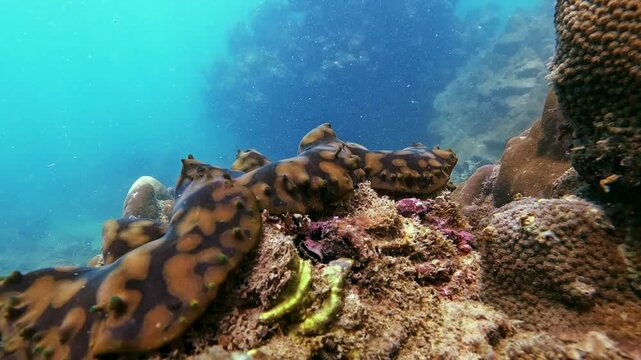 Black fish swims past a patterned sea creature on a vibrant tropical coral reef tridacna. Discover healthy marine life in clear blue water