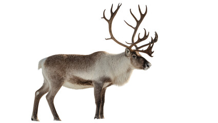 Obraz premium Isolated magnificent reindeer with majestic antlers standing gracefully, full body side view