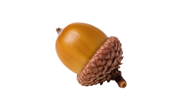 Isolated single brown acorn with cap, fall fruit from an oak tree, perfect for autumn themes