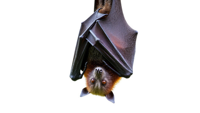 Isolated large fruit bat with dark wings hanging upside down, looking intently at viewer