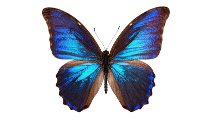 Isolated vibrant blue morpho butterfly showcasing iridescent wings and delicate body © Ophelia