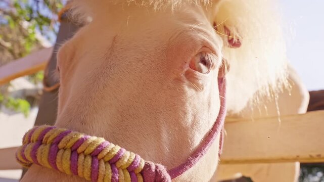 Extreme closeup of white horse eye with halter in bright sunlight, detailed texture showing sensitivity and calm animal presence