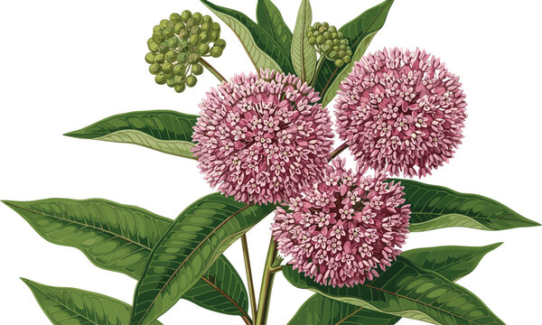 Detailed botanical vector illustration of common milkweed plant with pink flower clusters green leaves and buds for monarch butterfly habitat.