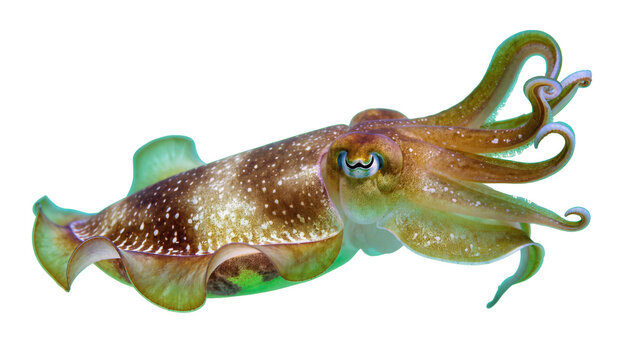 Isolated common cuttlefish swimming, showcasing its vibrant patterns and intricate details