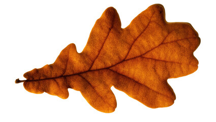 Fototapeta premium Isolated detailed close-up of a dried autumn oak leaf in warm golden brown hues