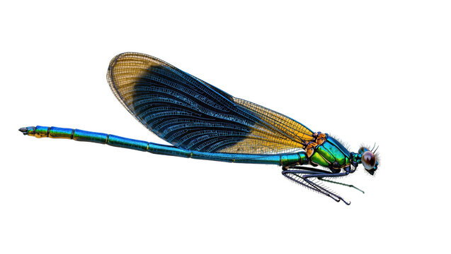 Isolated magnificent blue green damselfly with detailed iridescent wings and slender body