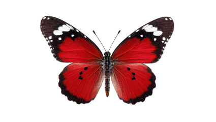 Isolated stunning red and black butterfly with patterned wings and intricate details © Ophelia