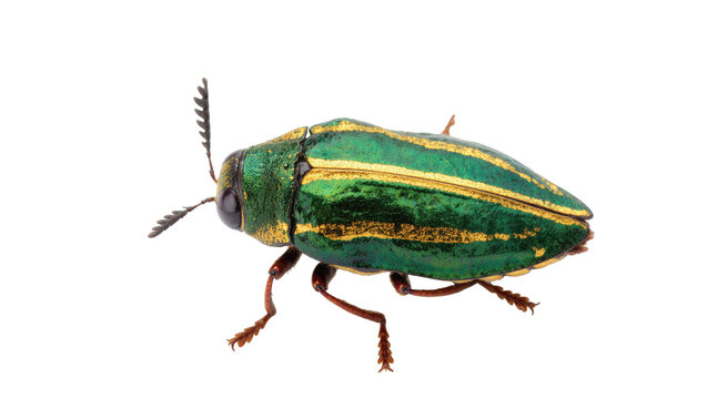 Isolated detailed vibrant metallic green and gold striped jewel beetle insect specimen macro shot