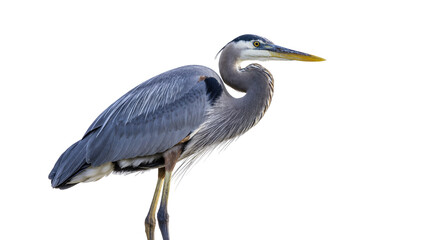 Fototapeta premium Isolated Great Blue Heron, magnificent waterfowl bird, standing in profile with long beak and neck