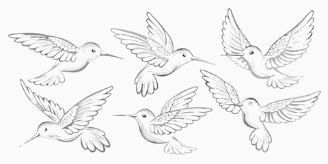 A collection of sketched hummingbirds in various flight poses