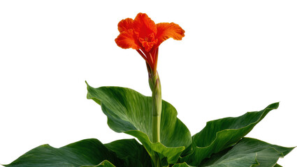 Isolated vibrant orange Canna lily tropical flower with lush green leaves on a tall stem.
