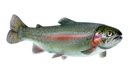 Obraz premium Isolated rainbow trout with vibrant iridescent colors and speckled skin, a freshwater fish in profile