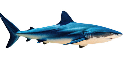 Naklejka premium Isolated blue shark swimming horizontally, a majestic ocean predator cut out for design.