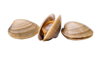 Isolated fresh raw clams, two tightly closed and one slightly open, showcasing the edible mollusk © Ophelia