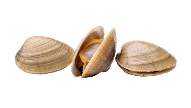 Isolated fresh raw clams, two tightly closed and one slightly open, showcasing the edible mollusk