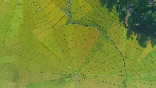Top-down aerial view of traditional Lingko spider web rice field pattern in Ruteng, Flores, East Nusa Tenggara, Indonesia. Unique radial agricultural land division reflecting Manggarai cultural herita