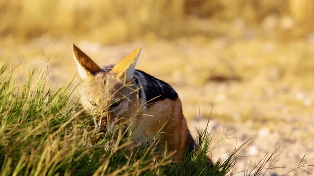 Slow motion footage of a wild african jackal walking on grass and looking for prey