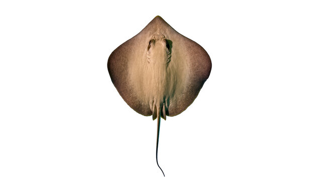 Isolated Southern stingray with long tail showing its ventral side against a plain backdrop