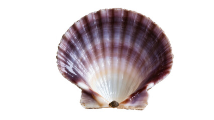 Obraz premium Isolated beautiful purple scallop shell showcasing natural texture and intricate details