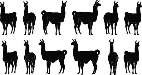 Black Silhouette Vector Set of Twelve Llama or Alpaca Animals in Various Standing Poses Isolated on White Background for South American Wildlife Design Projects © MStMarzina