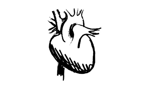 Human heart icon