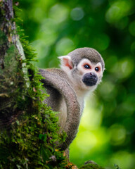 Obraz premium Adorable Squirrel Monkey peeking from behind a moss-covered tree trunk in a lush tropical rainforest. Looks curiously toward the camera while surrounded by vibrant green foliage and soft natural bokeh