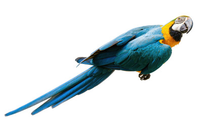 Isolated blue and yellow macaw parrot with vibrant plumage and long tail, tropical bird © Rowan