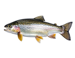Fototapeta premium Untitled design - Firefly_a high quality stock photograph of a single trout fish isolated on transparent backg (3)