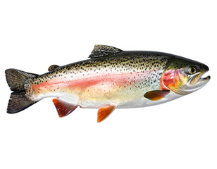 Fototapeta premium Untitled design - Firefly_a high quality stock photograph of a single trout fish isolated on transparent backg