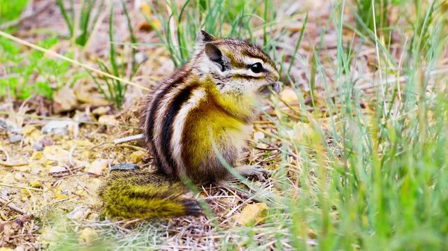 squirrel, wild squirrel, tree squirrel, forest squirrel, garden squirrel, bushy tail, small rodent, climbing squirrel, playful squirrel, nut-eating animal, seed collector, wildlife photography, nature