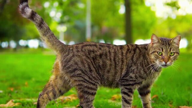 A cat in the garden creates a charming and serene scene, blending the elegance of a domestic feline with the natural beauty of outdoor greenery. Cats are known for their curiosity, agility,