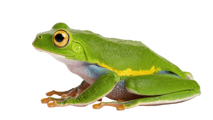 Obraz premium Isolated vibrant green tree frog with striking golden eyes, blue and yellow markings