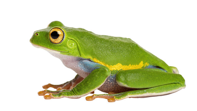 Isolated vibrant green tree frog with striking golden eyes, blue and yellow markings