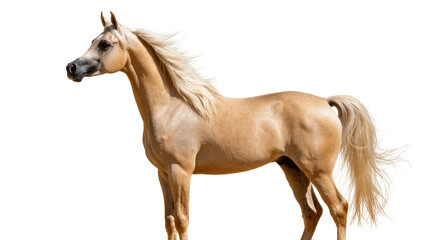 Isolated beautiful palomino horse standing gracefully in profile with flowing mane and tail © Rowan