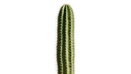 Isolated tall green columnar cactus plant with sharp spines, desert succulent, natural botany. © Rowan