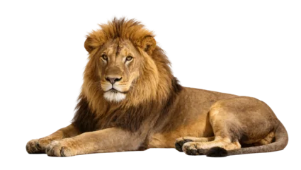 Fotobehang Leeuw Isolated powerful male lion with a magnificent mane lying down, staring intently  © Rowan
