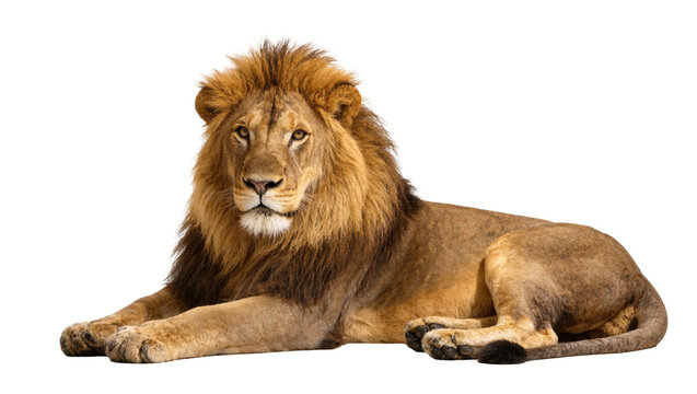 Isolated powerful male lion with a magnificent mane lying down, staring intently