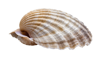 Isolated natural sea shell showing ribbed texture and beautiful beige brown colors © Rowan