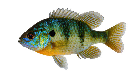 Fototapeta premium Isolated vibrant freshwater sunfish species displaying unique colorful scales and fins, studio shot