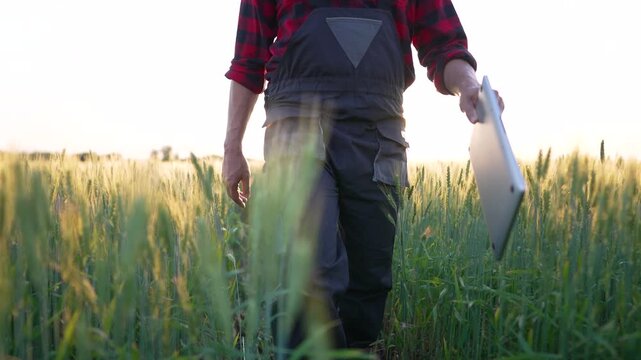 Agriculture. farmer with tablet walks through green field of wheat at sunset. Work in field at sunset. Tablet use in agriculture. Technology in work of farmer in field.
