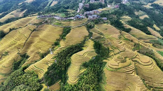 Drone Shot of Longsheng Rice Terraces, Wide Panoramic View, Guilin, Guangxi, China