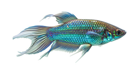 Fototapeta premium Exotic blue betta fish swimming freely with elegant long fins on transparent background