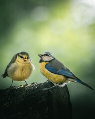 Blue tit with juvenile bird on tree stump – parent and young wildlife scene  © Alexander